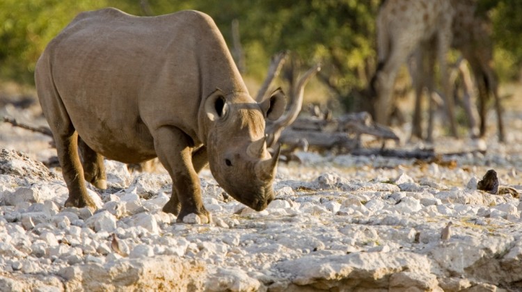 black rhino on safari