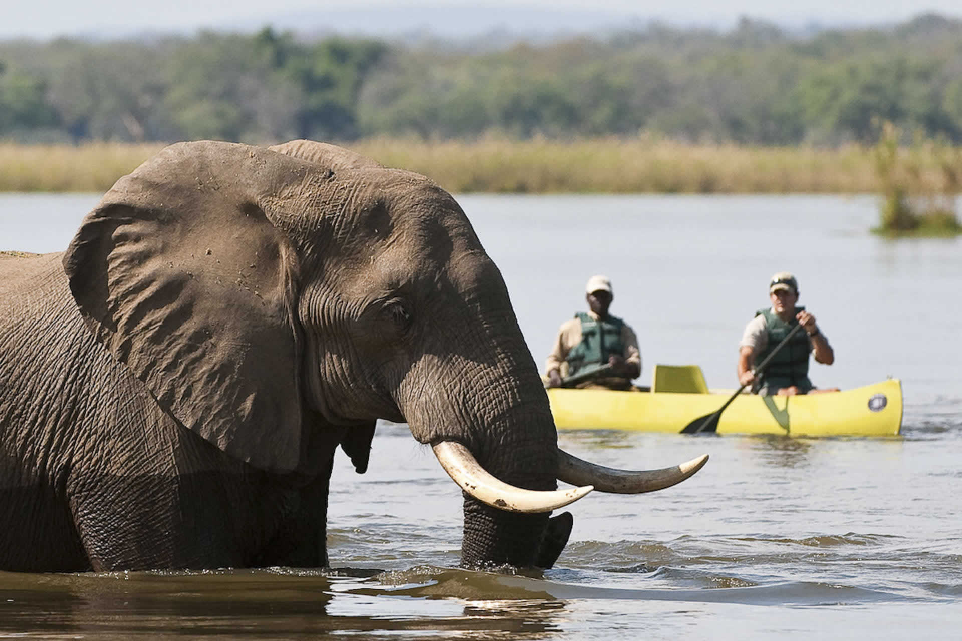 Elephant river. Заповедник Каванго-Замбези. Сафари в Конго. Животный мир реки Конго. Животный мир реки Замбези.