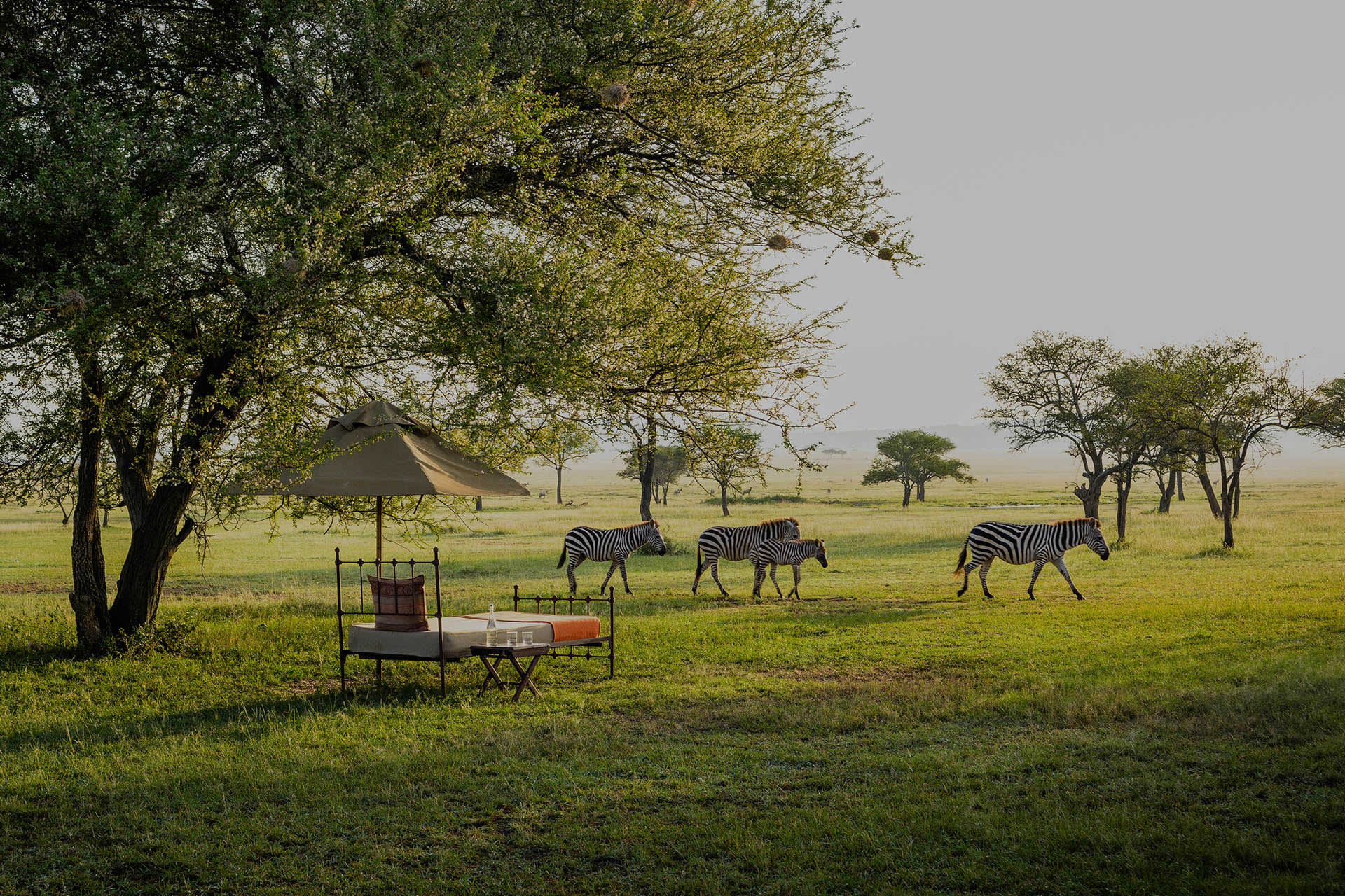 Luxury Safaris Singita Sabora tented camp daybed with zebra herd