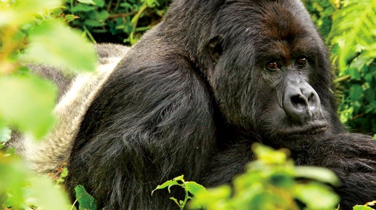 Ugandan gorilla