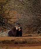 Specialist Photographic Safaris - photographing wild dog at Letaka Safaris Botswana