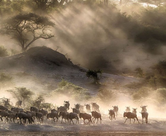 The wildbeest migration in Tanzania