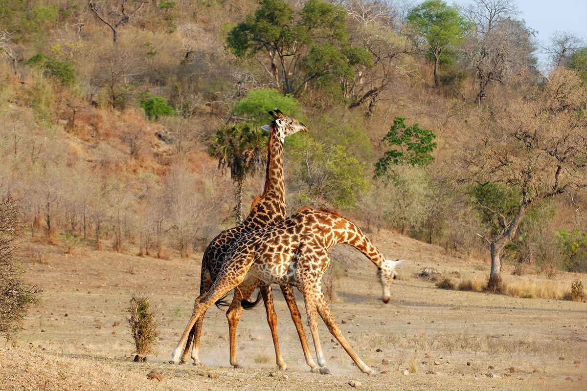 Kiba Point giraffe