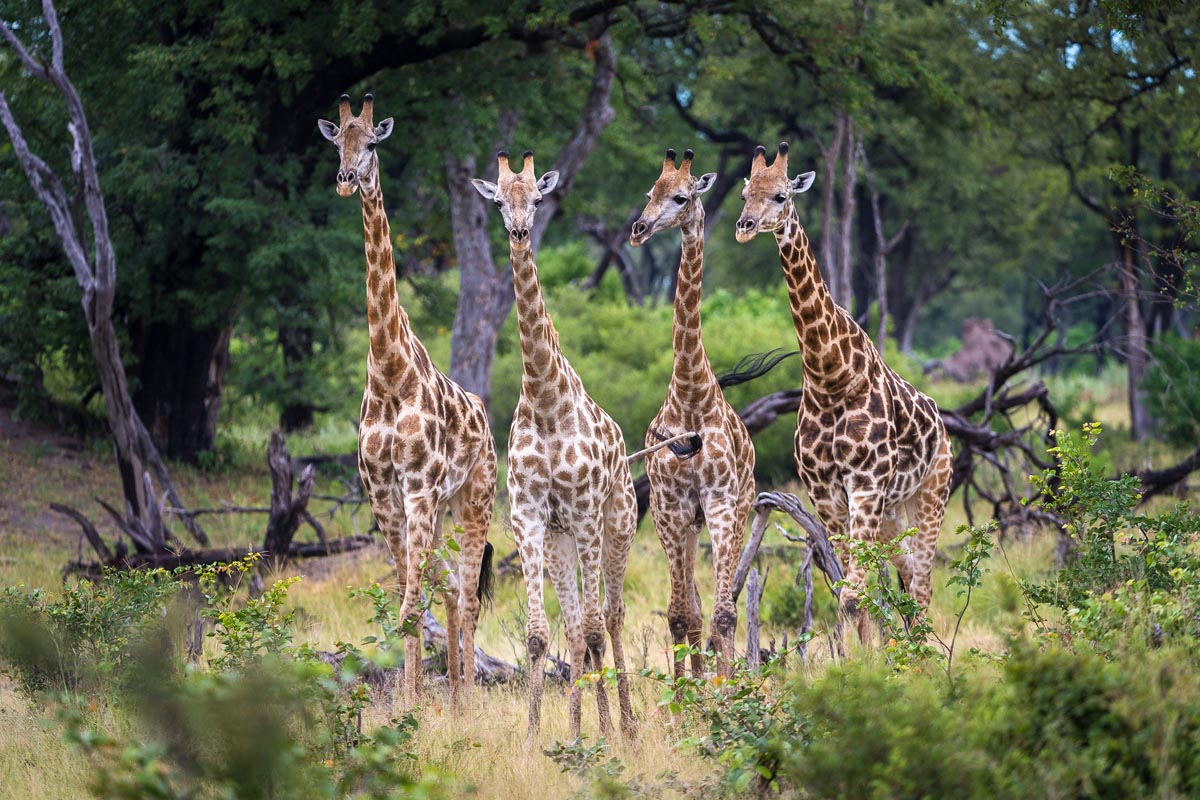 Best places to see Africa's giraffe