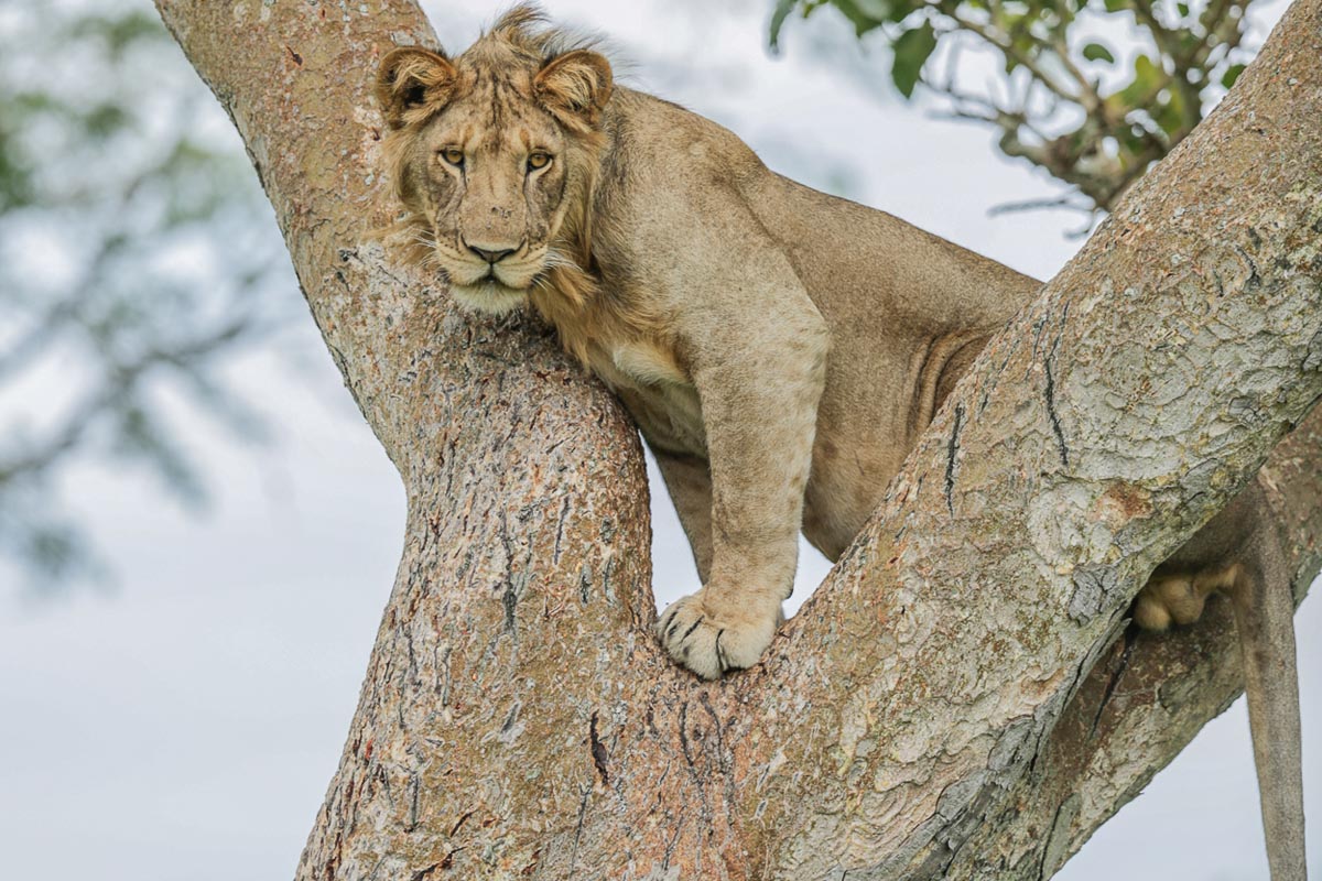 Mazike Valley Lodge tree climbing lion