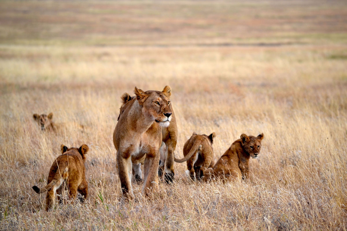 lioness and lion cubs at Namiri Plains, Serengeti, Tanzania