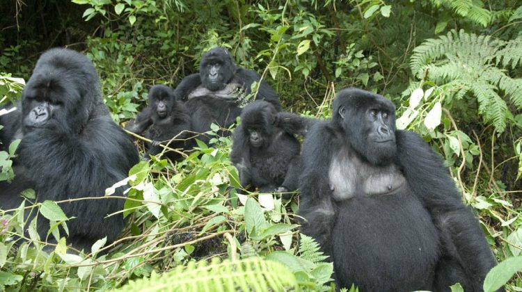 Plan ahead to visit the mountain gorillas