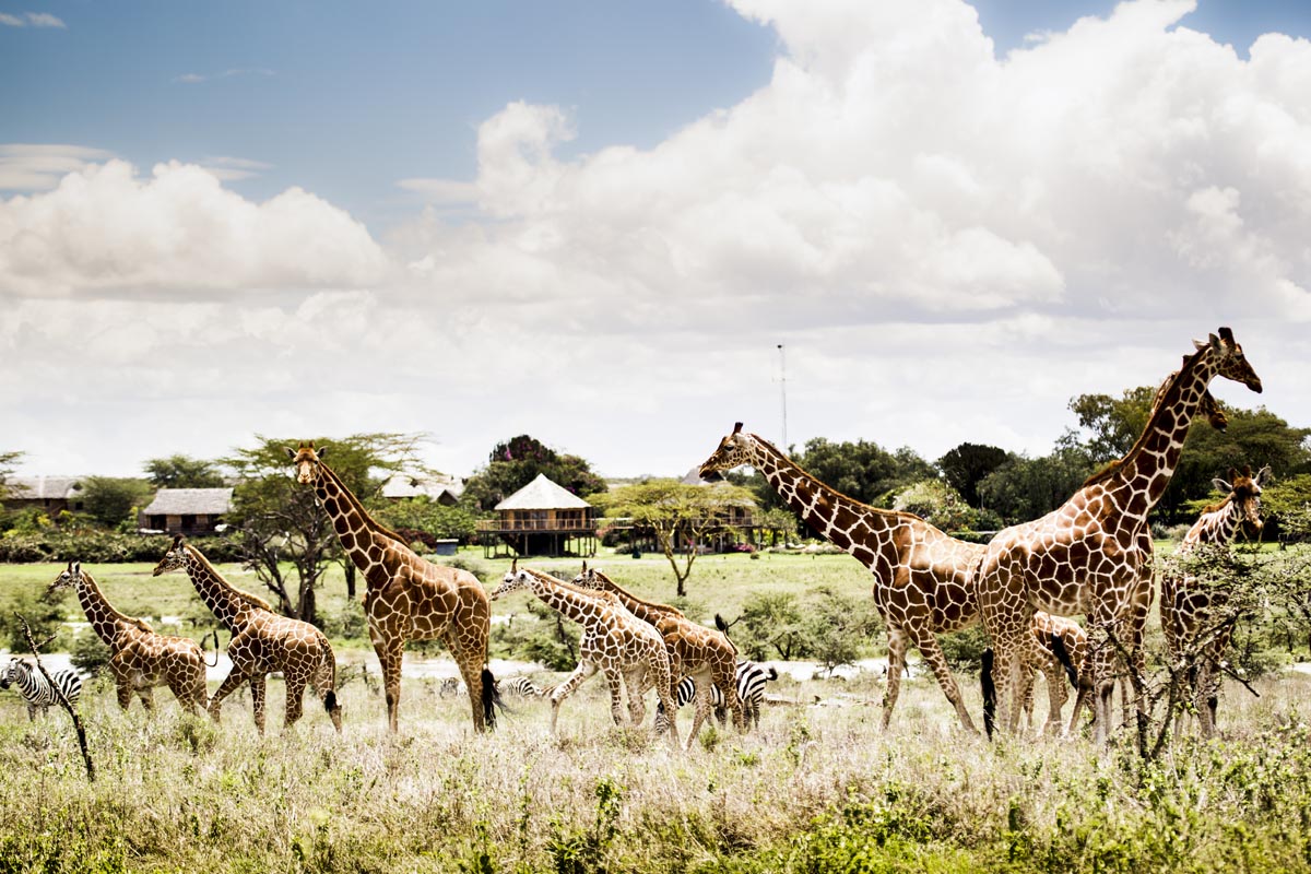 Segera Retreat large giraffe herd