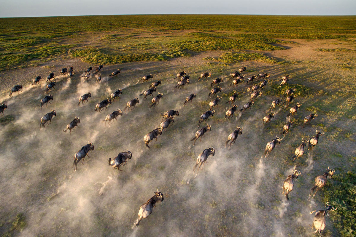 Wildebeest migration a potted history 