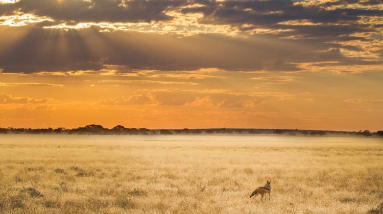 Hidden In Plain Sight – Botswana