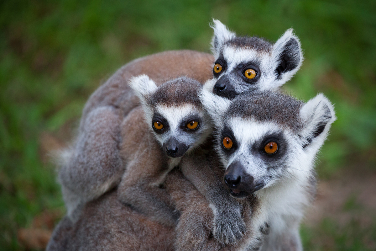 Best places to see Africa's primates