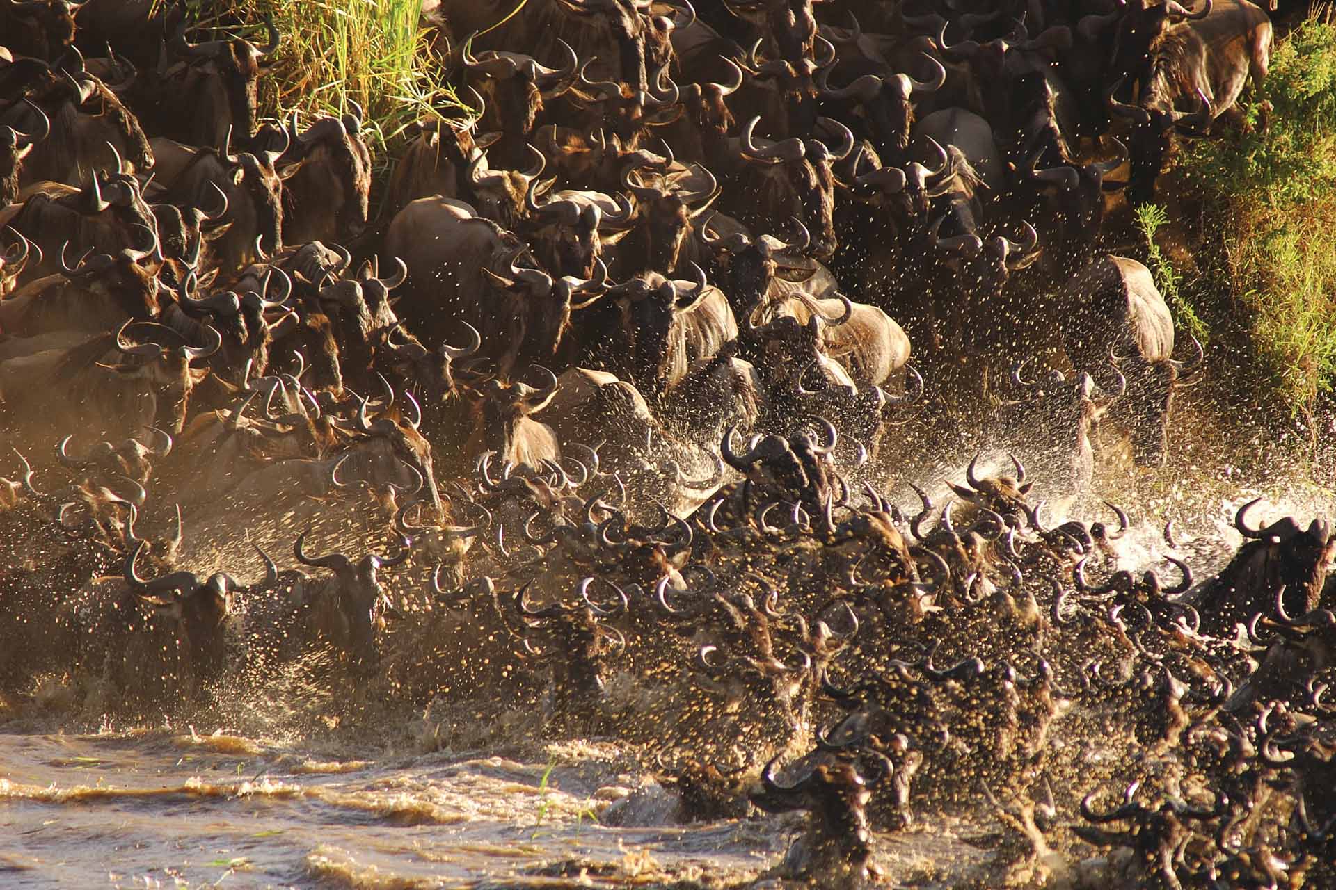 Wildebeest migration a potted history 