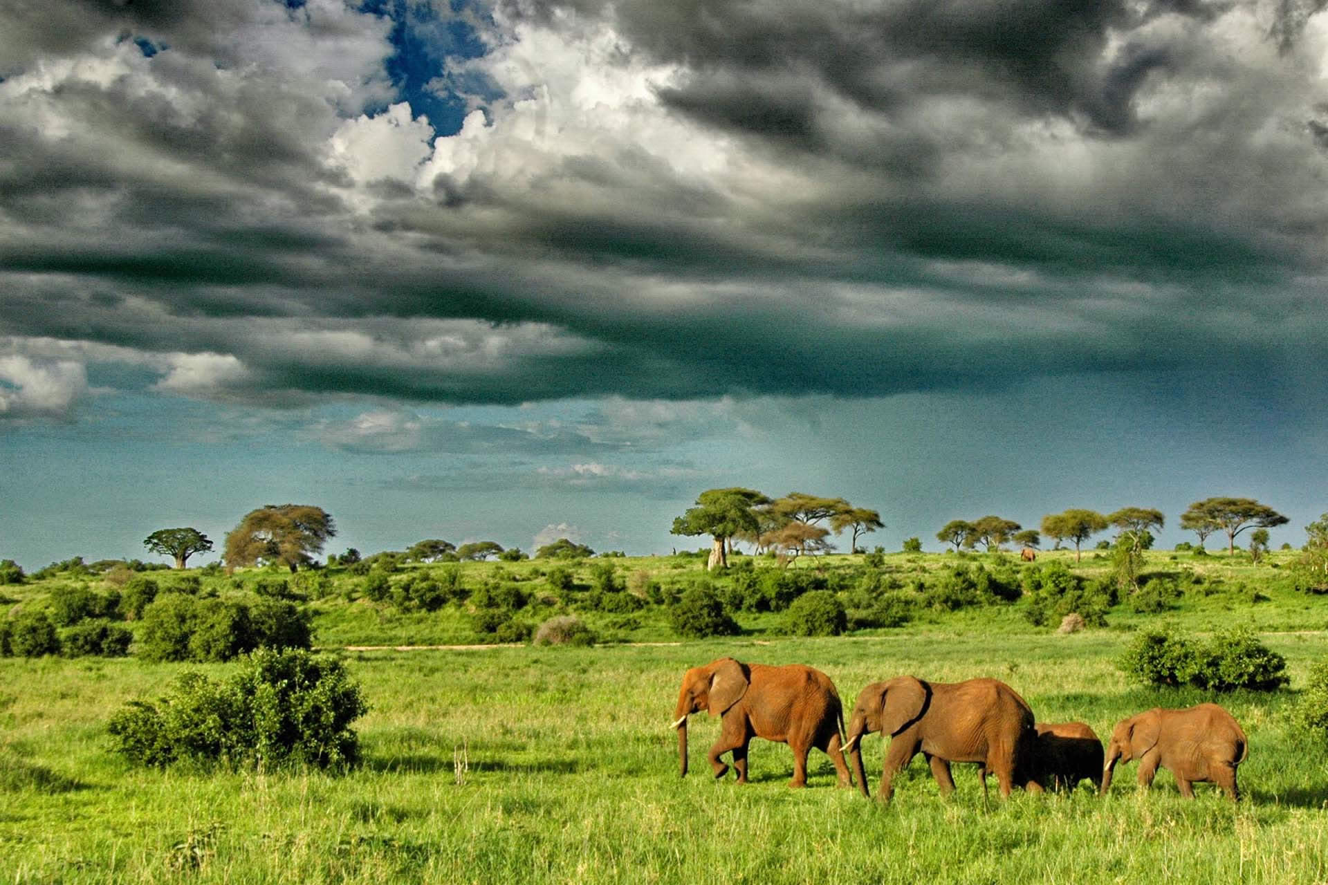 Best places to see Africa's elephants