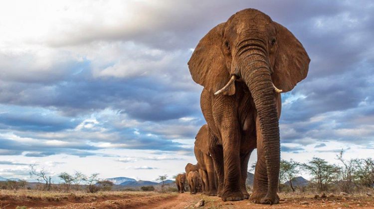 Parade of elephants in file at Elephant Watch Camp, Samburu, Kenya