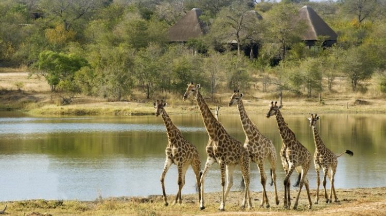 herd of giraffe by a lake Chitwa Chitwa South Africa giraffe safari