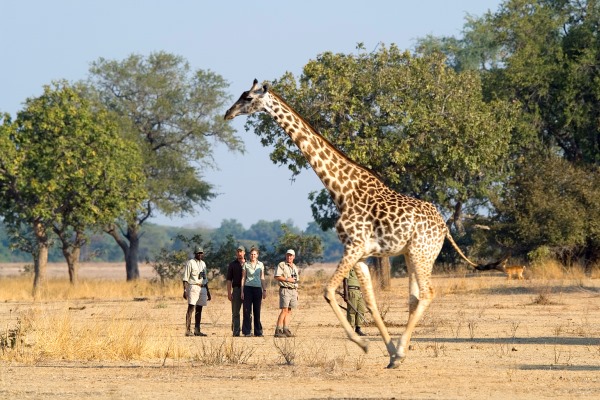 Best places to see Africa's giraffe