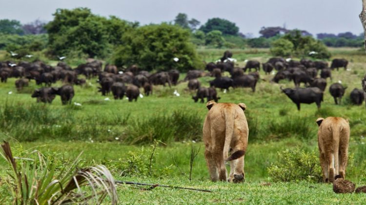 lions hunting buffalo