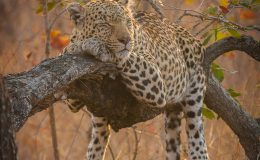 Varty Camp Londolozi leopard