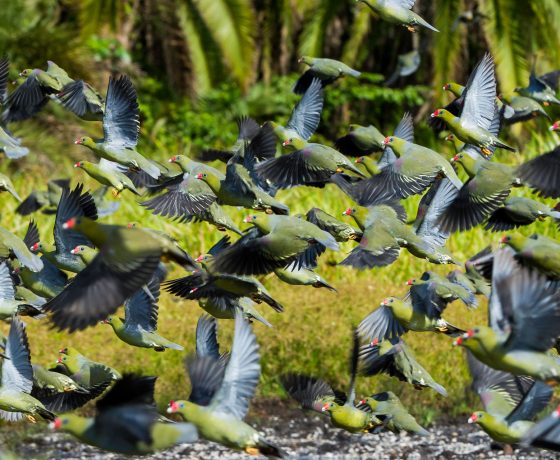 Congo birding, flock of green pigeon, Odzala-Kokoua National Park 
