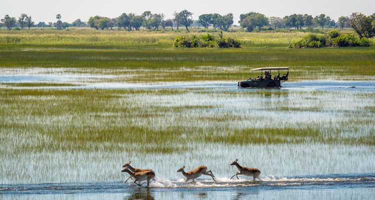 Best time to Visit the Okavango Delta