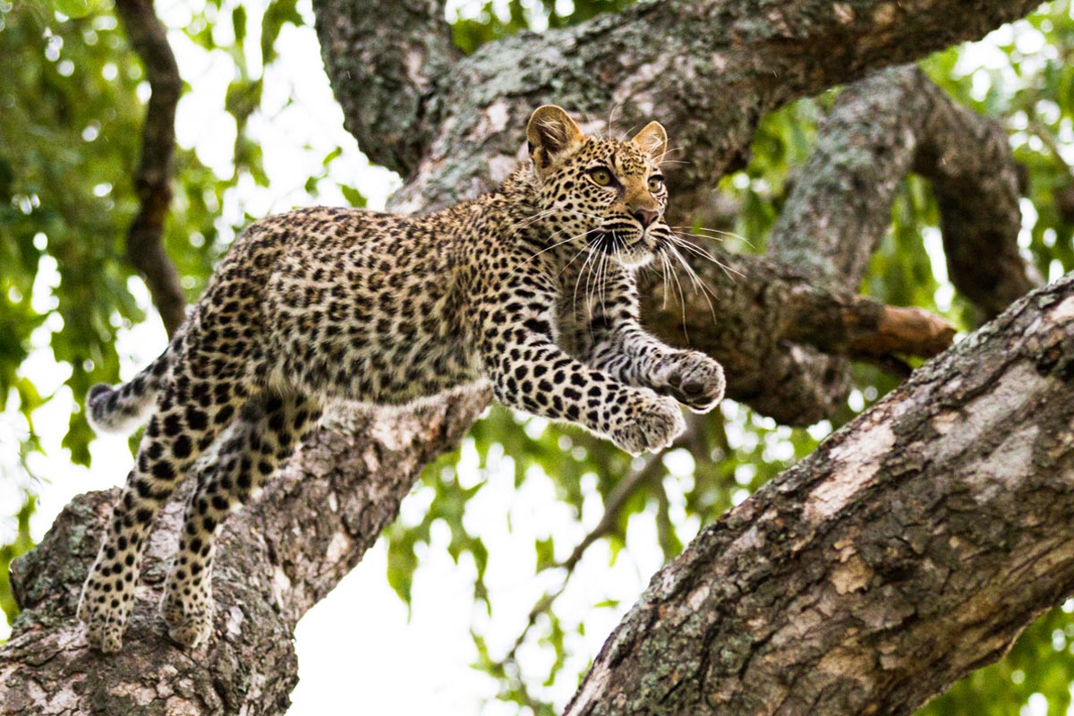 Best places to see Africa’s big cats