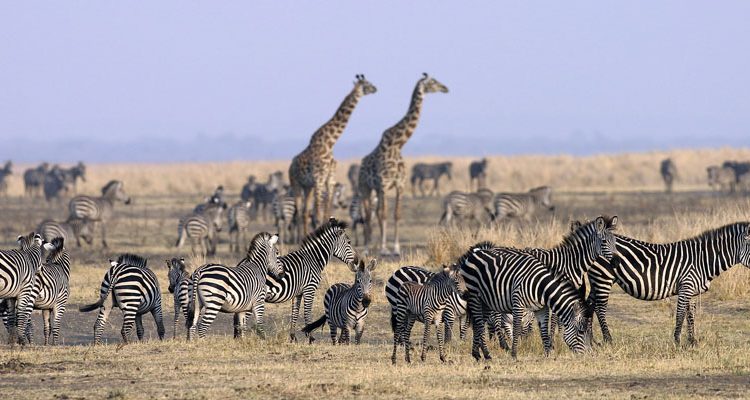Chada Katavi, zebra and giraffe