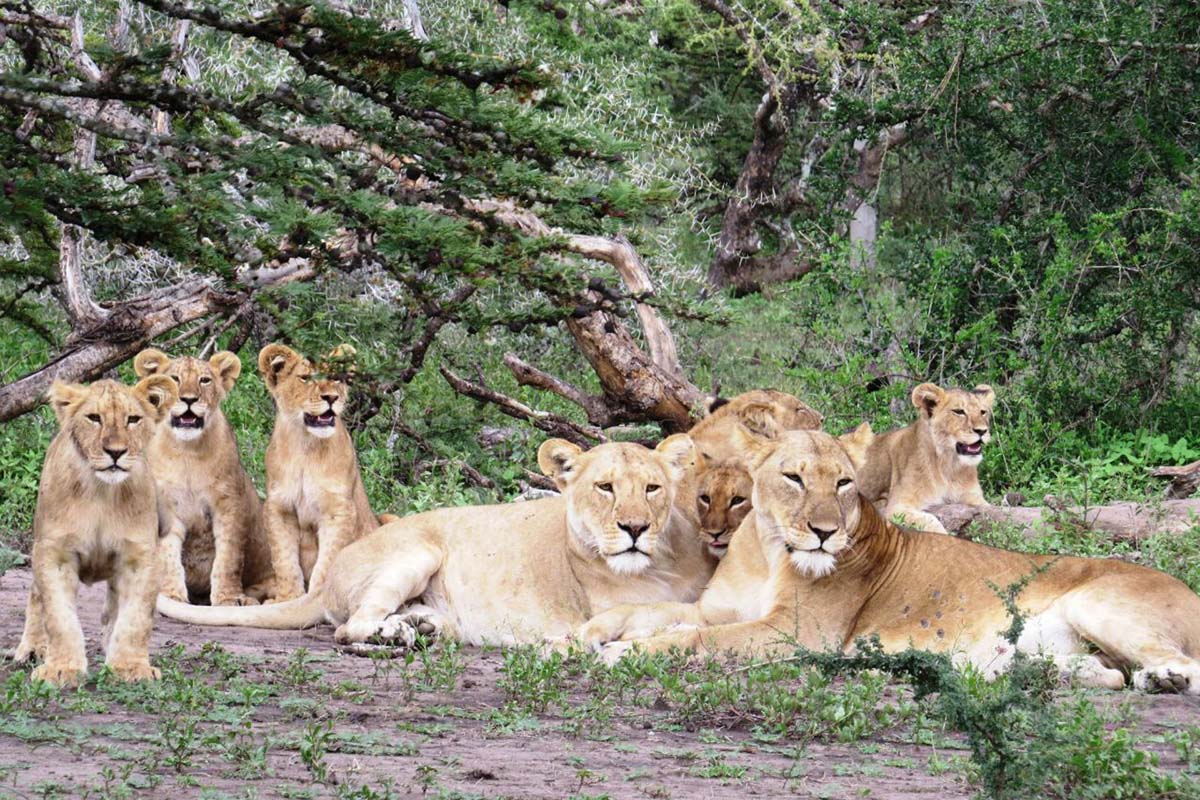 Legendary Serengeti Mobile Camp lions