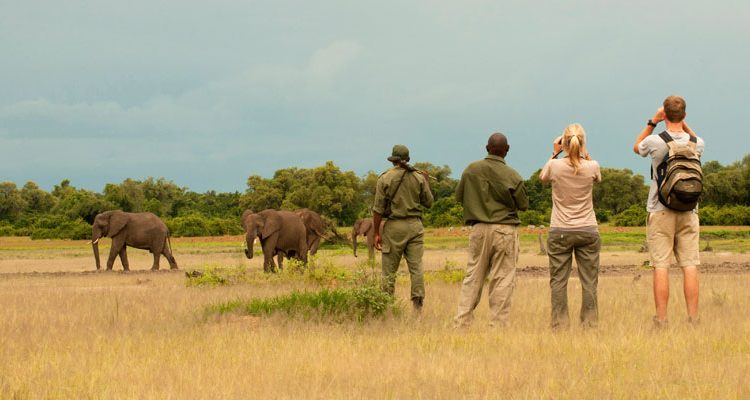 Hosted Zambia safari with Lucinda Rome