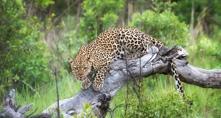 Top experiences Zimbabwe - leopard in a tree Little Makalolo