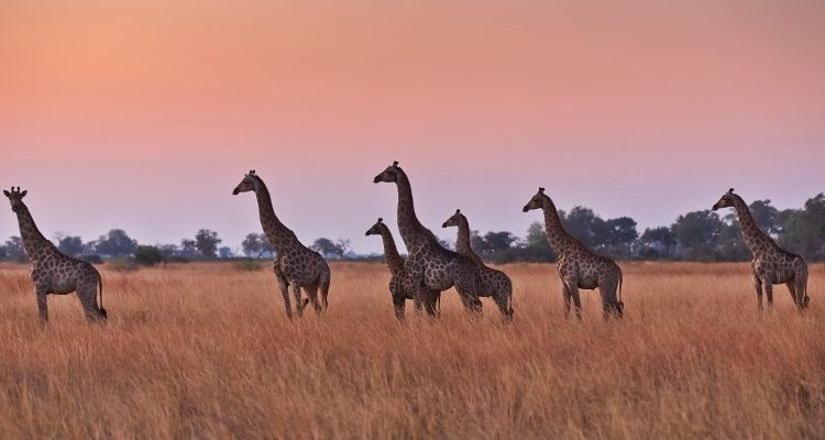 Best places to see Africa’s giraffe