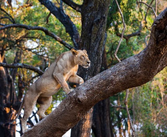Magnificent wildlife in Zambia's unspoilt national parks and reserves