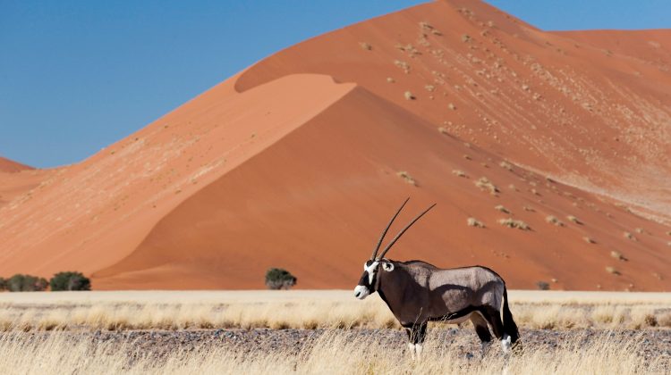 Hidden In Plain Sight – Namibia