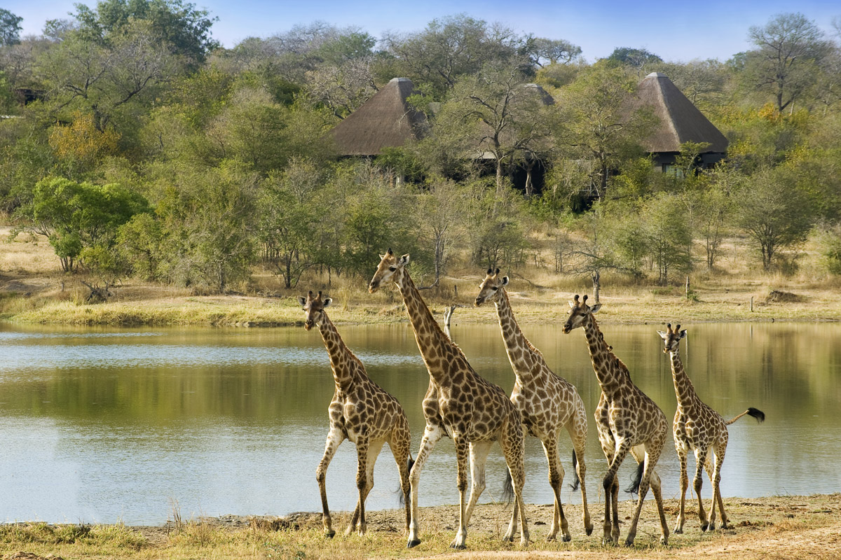 Dream safari South Africa 