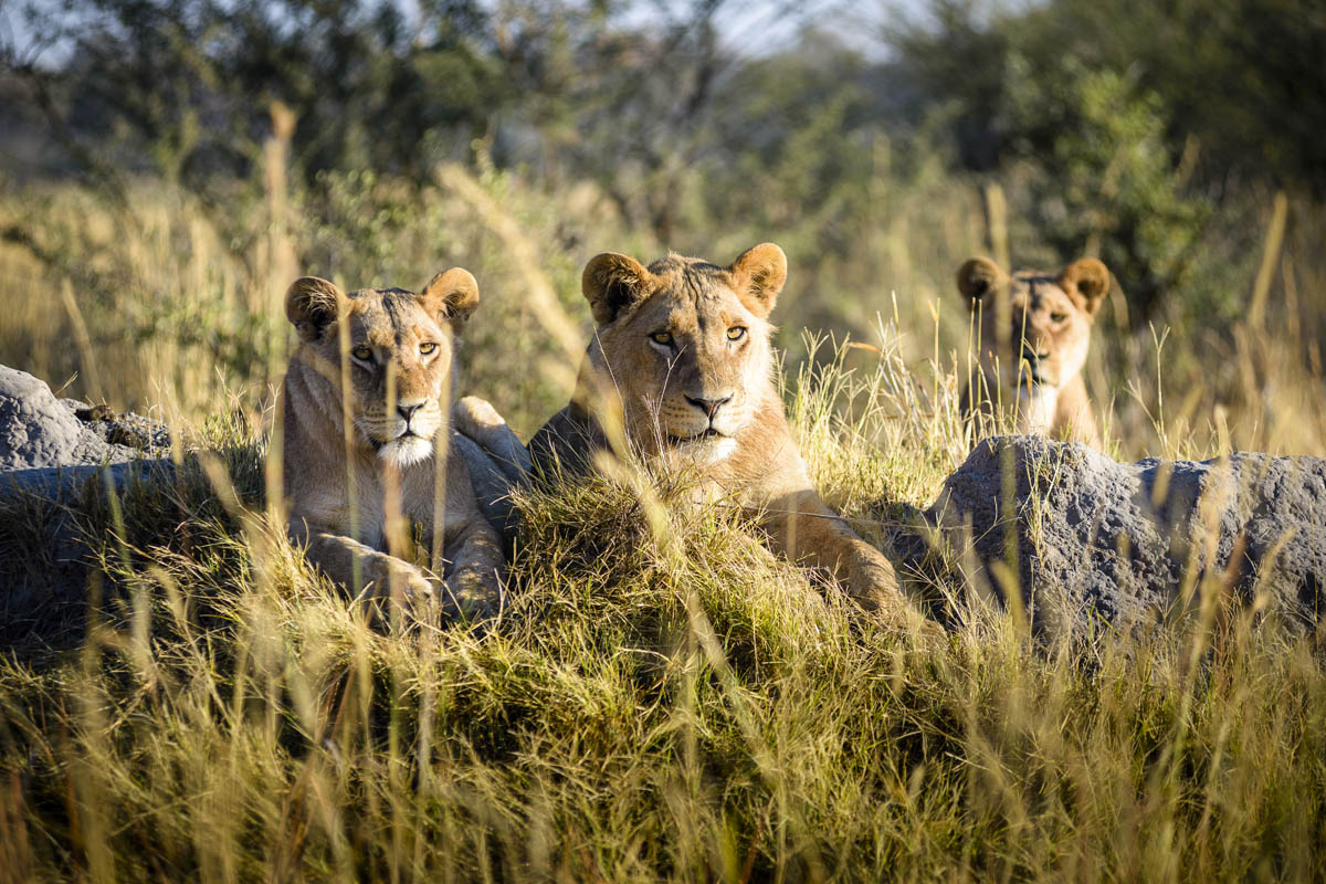 Dream safari Botswana