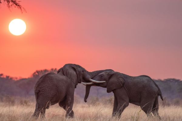 Dream safari Tanzania 