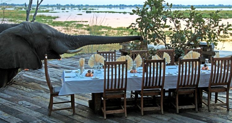 Culinary safari delights