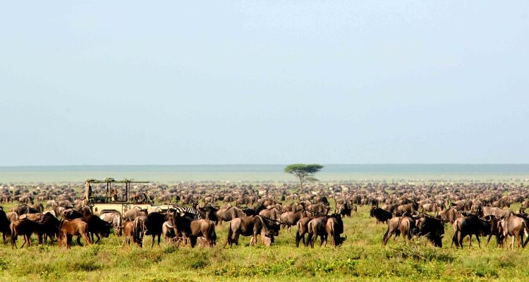 The great wildebeest migration – a potted history