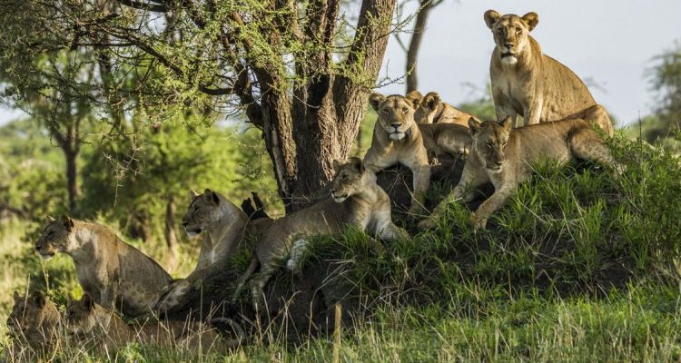 Best places to see Africa’s big cats