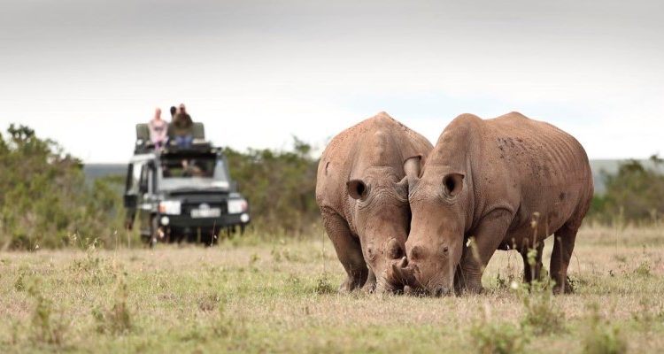 Best places to see Rhino in Africa