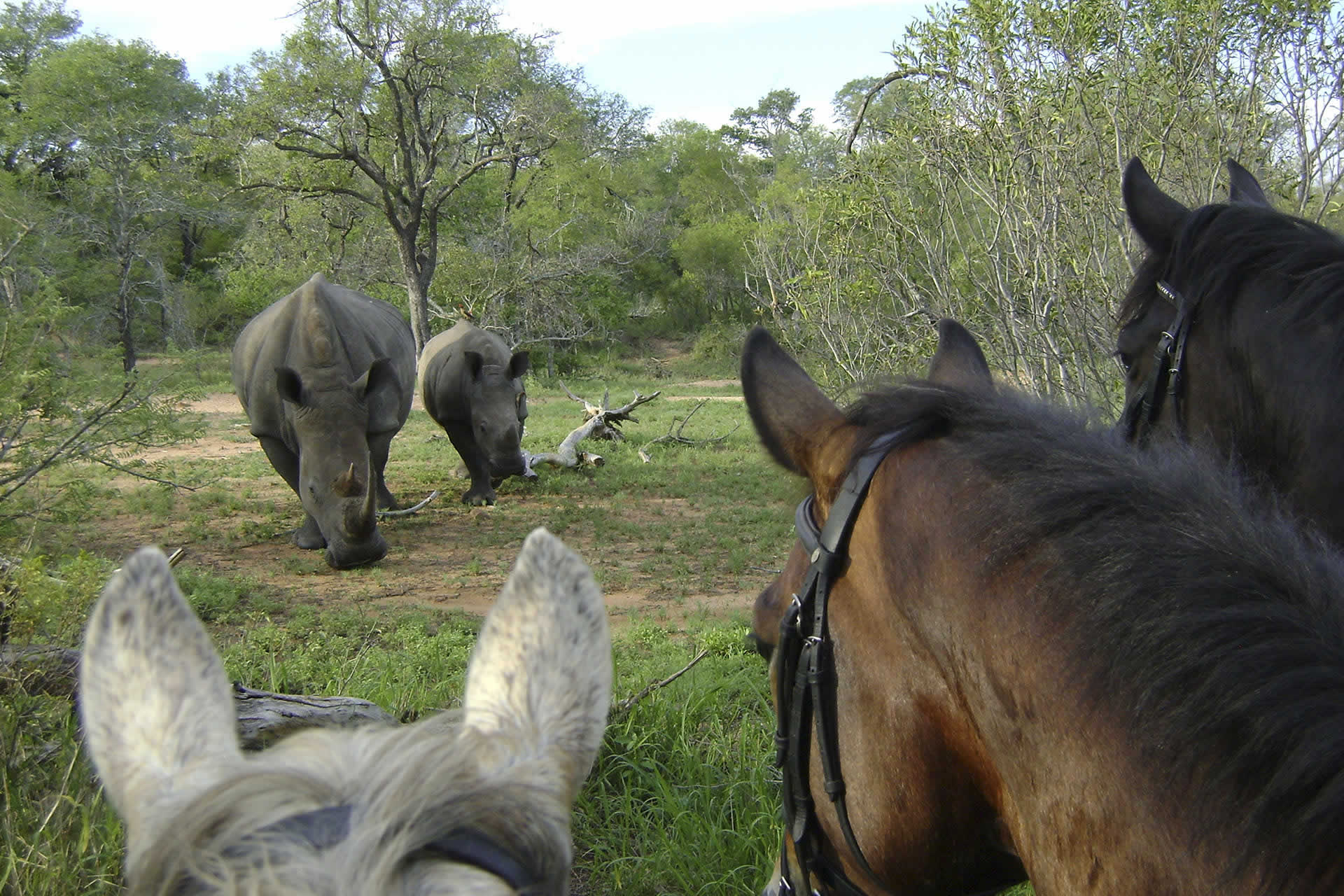 viewing rhino up close on horseback 