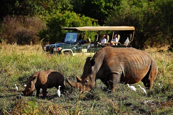 Game viewing Rhino in Meru National Park 