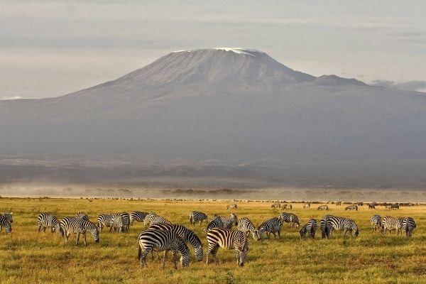 zebra roaming the plains in the shadow of Kilimanjaro 