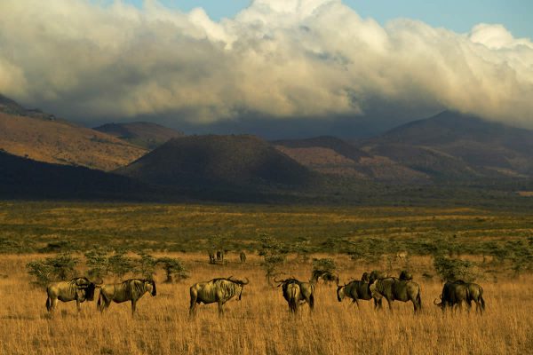 Wildebeest grazing in front of the Chyulu Hills 