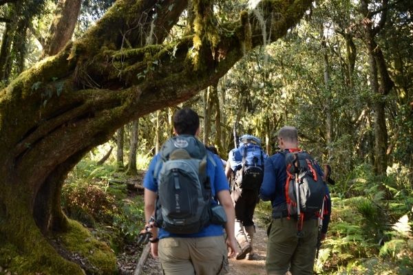 Machame route trekking through lower slopes vegetation 