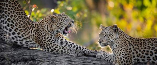 Botswana-Cycling-Introduction-2-Leopards.jpg