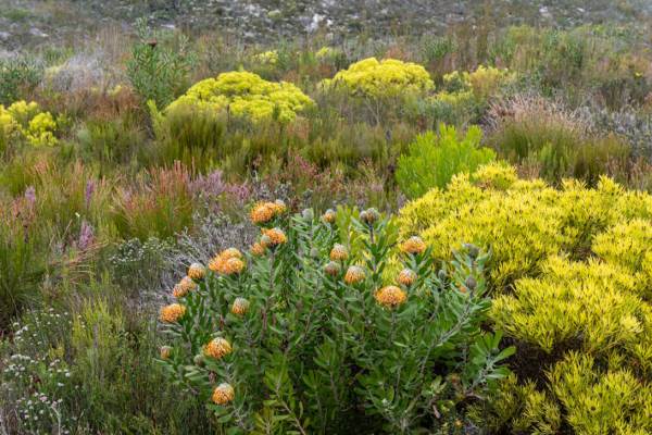 Fynbos natural shrubland