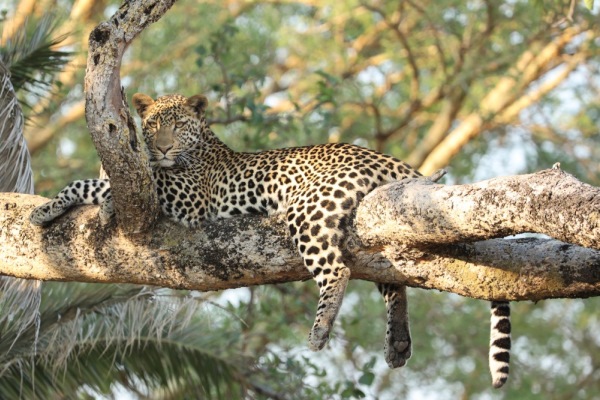 Lazy leopard