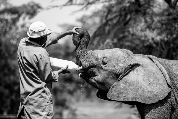 Elephant being fed, Daphne Sheldrick Elephant Orphanage