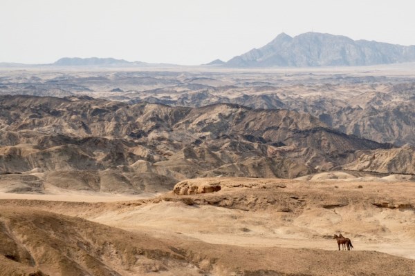 Horse in Namib desert