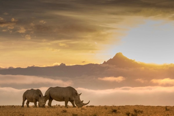 Two rhinos grazing in the foreground with cloud in the mid distance and the peak of Mount Kenya visible above the cloud in the distance